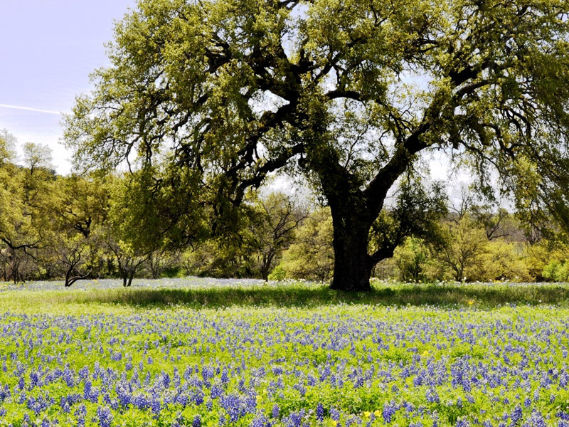 Willow City Loop, Willow City/Fredericksburg
