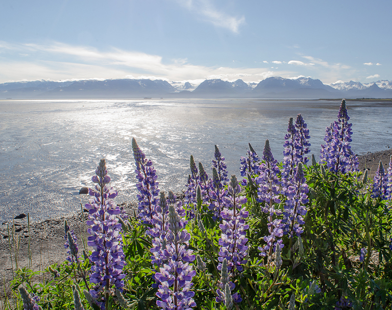 Lupines, Kachemak Bay, Homer