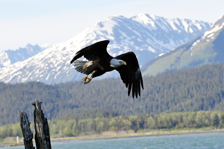 Bald Eagle, Seward