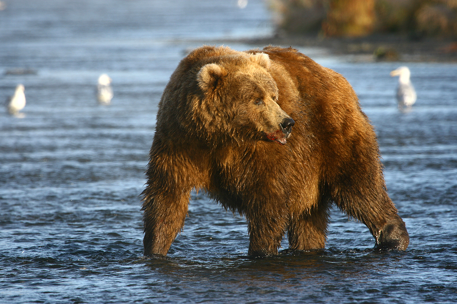 Kodiak brown bear on Kodiak Island