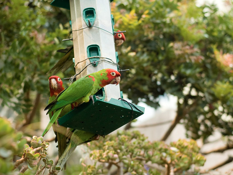 Telegraph Hill Parrots
