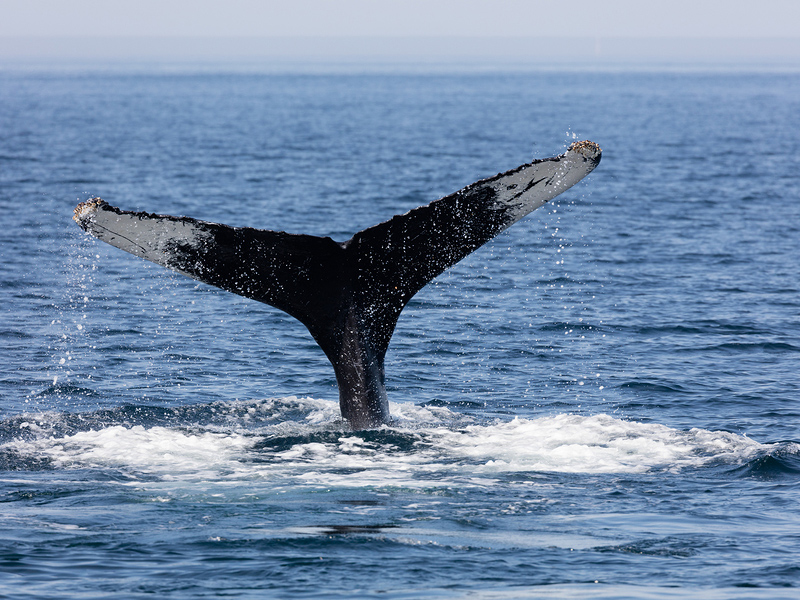 Humpback whale off the coast from Provincetown, Massachusetts