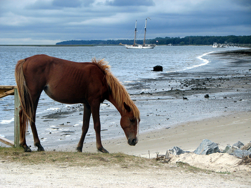 Cumberland Island