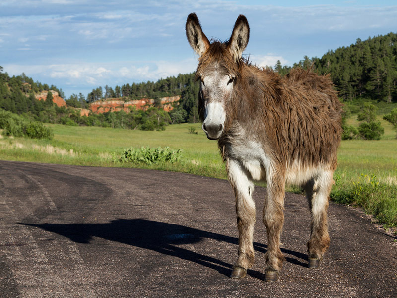 Wild burro, Custer State Park