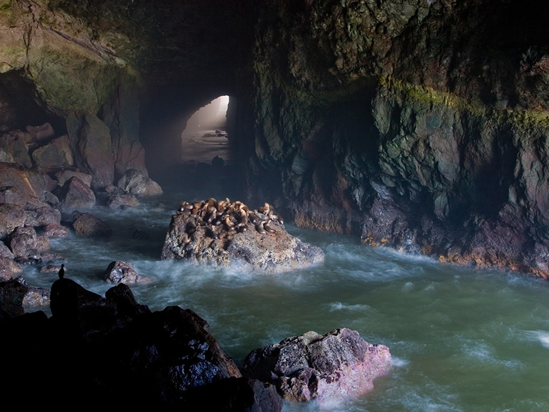 Sea Lion Caves, Florence