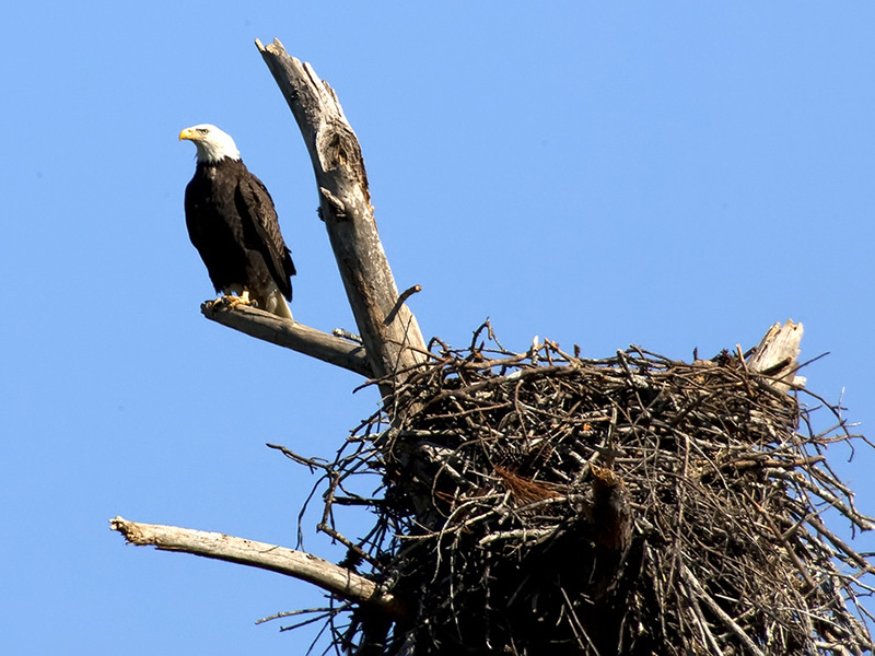 Bald Eagle at Sam D. Hamilton Noxubee National Wildlife Refuge