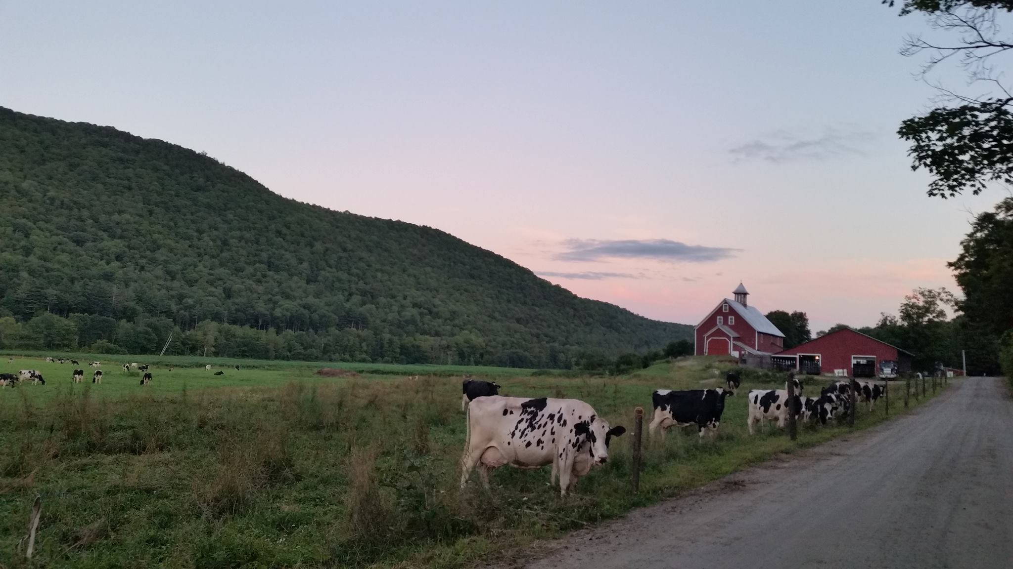 Cows at Liberty Hill Farm, Rochester