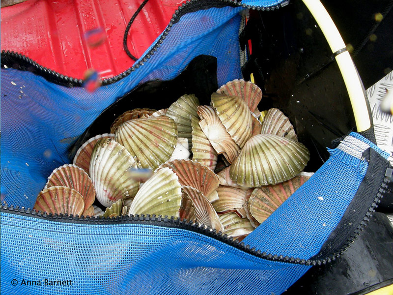 Scalloping