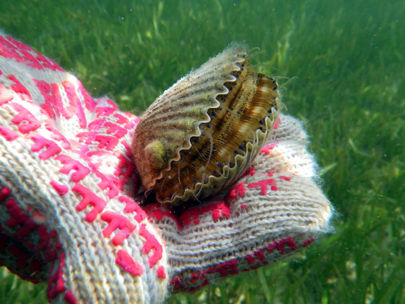 Scalloping, FL