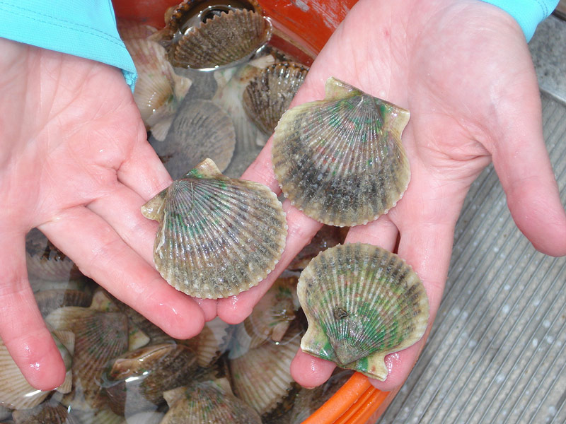 Scalloping, FL