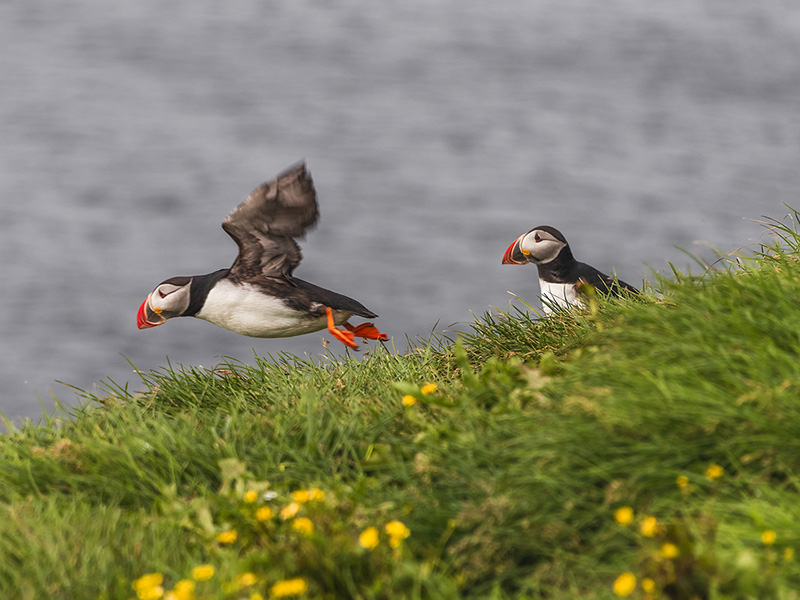 Puffins