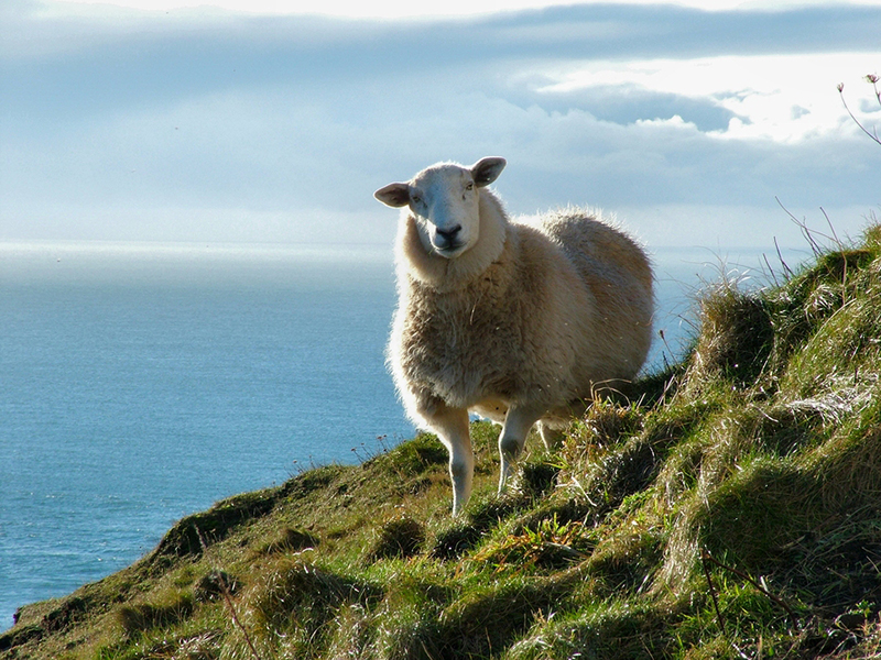 Mull Of Galloway