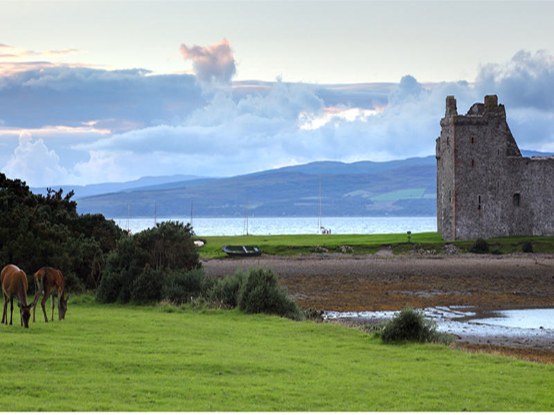 Red deer near Lochranza Castle, Isle of Arran