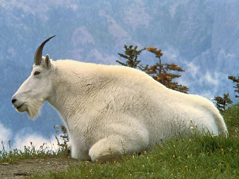 Mountain Goat