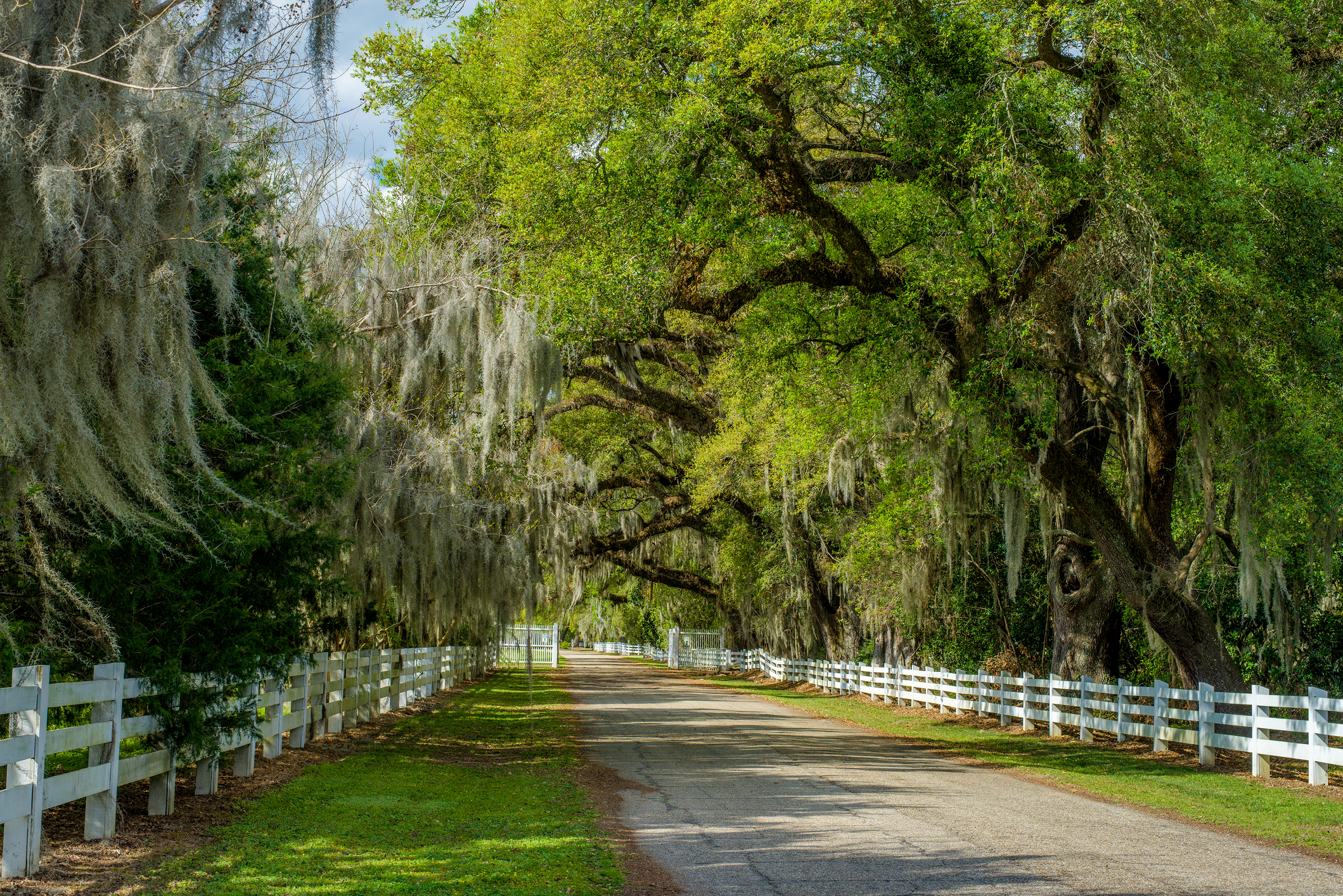 A white fence road is lined with spanish moss draped oaks in St. Francisville.