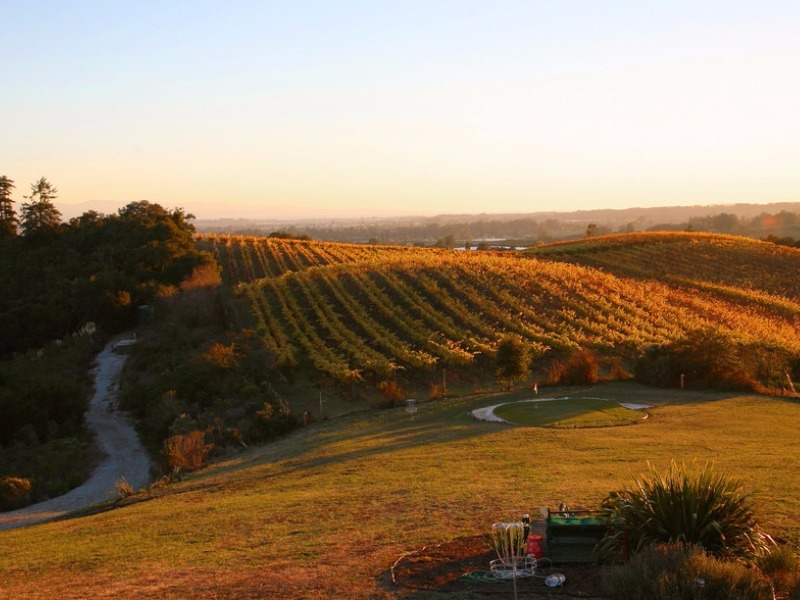 Monterey Area Vineyard