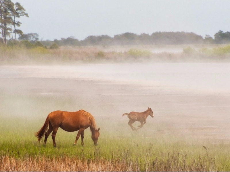 Chincoteague, Virginia