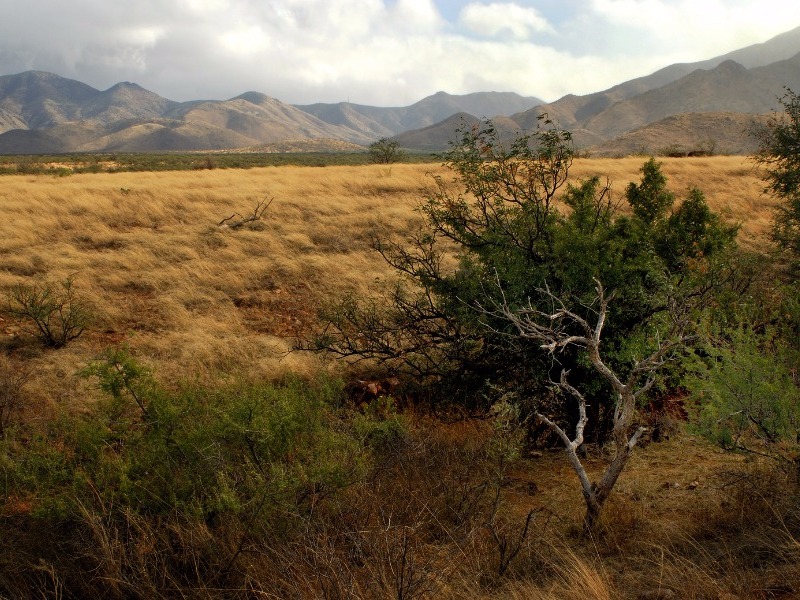 Madera Canyon