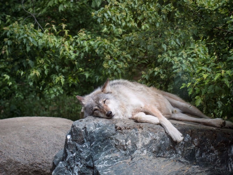 Wolf at the International Wolf Center, Ely