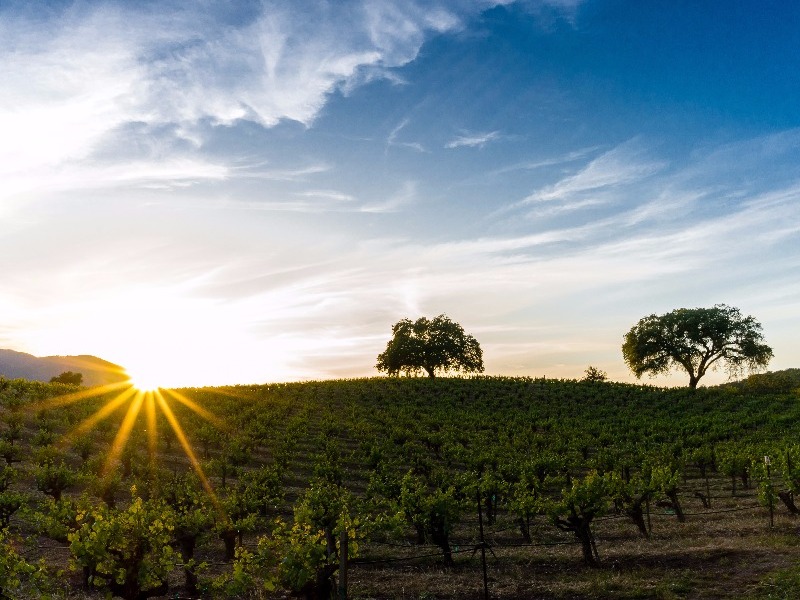 Sonoma Valley vineyard