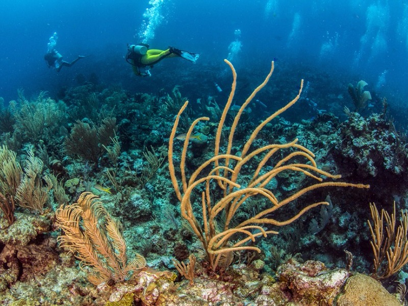 Ambergris Caye