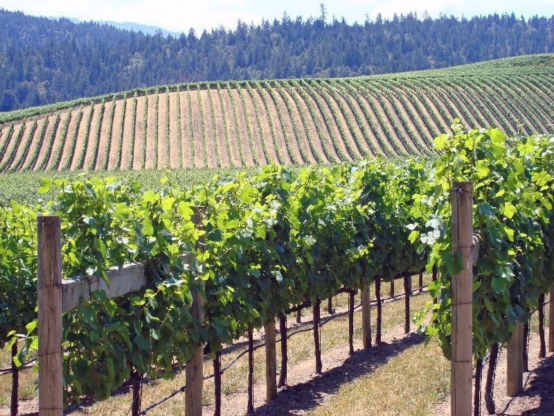 Anderson Valley vineyard, Mendocino Wine Country