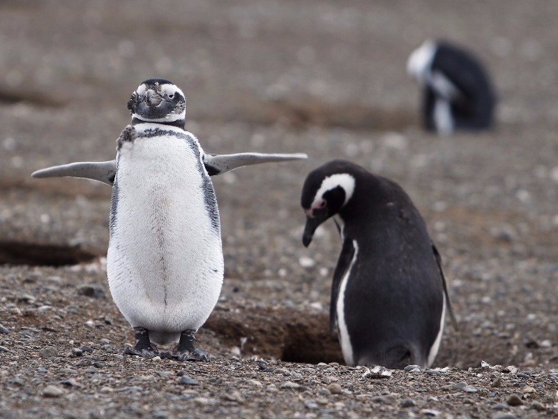 penguins on Magdalena Island