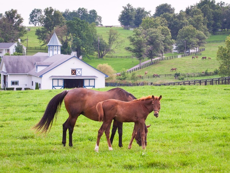 Lexington horses