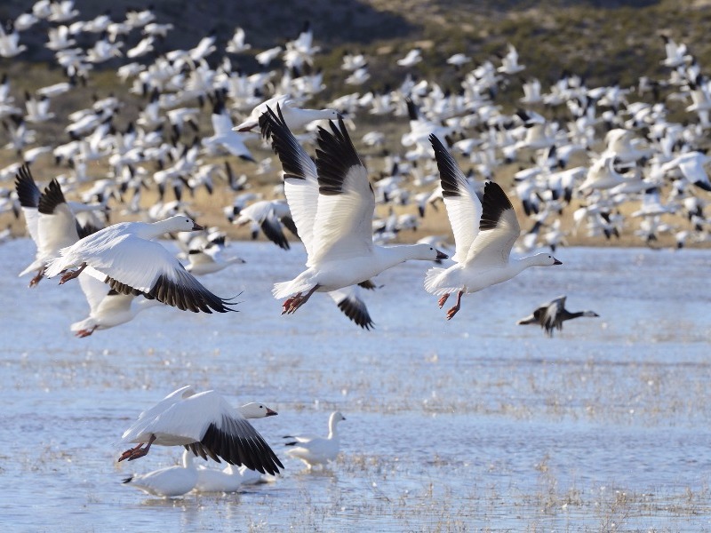 snow geese at Bosque del Apache Wildlife Reserve