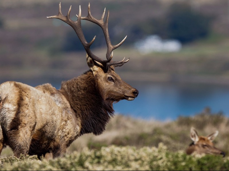 Tule Elk, Point Reyes Seashore, California