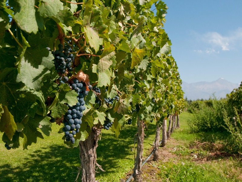 Vineyard in Mendoza, Argentina