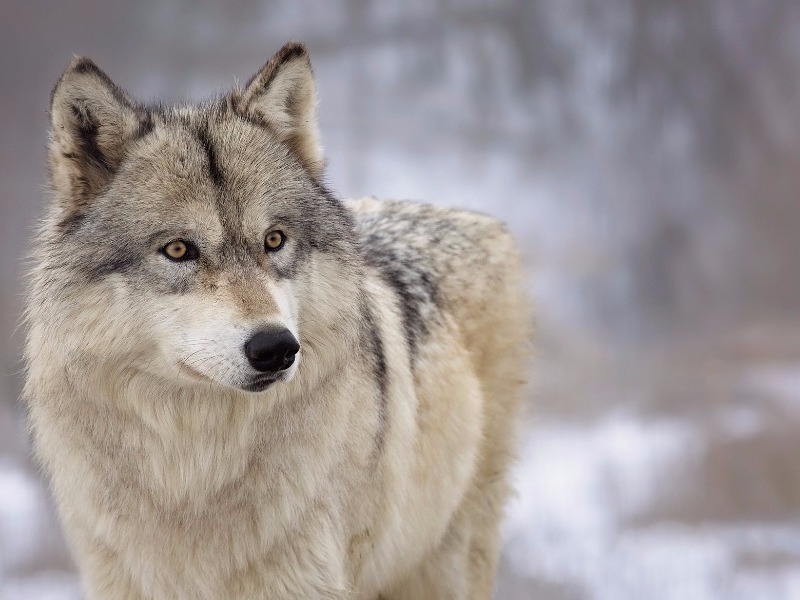 Wolf in Northern Minnesota