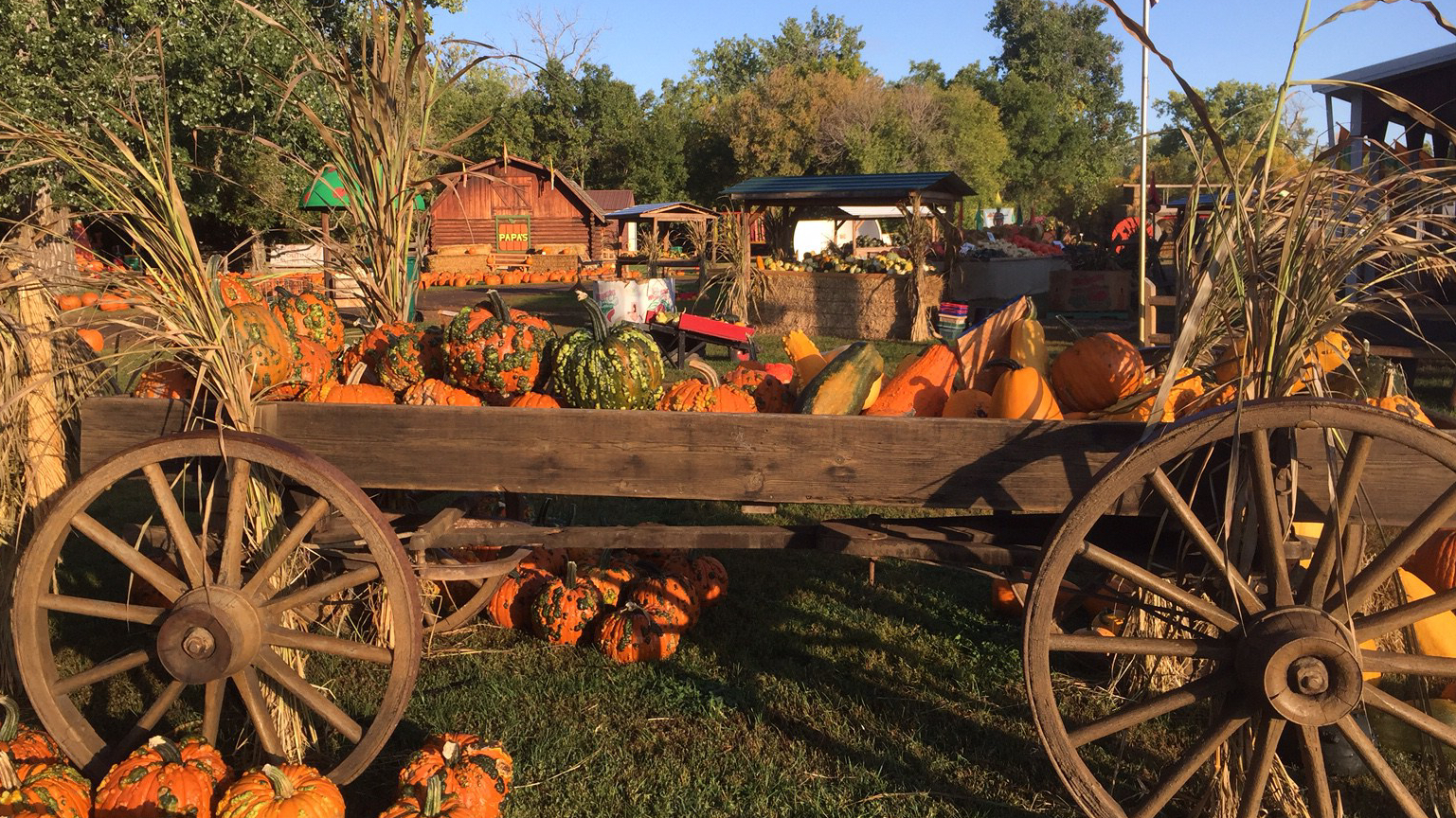 Papas Pumpkin Patch