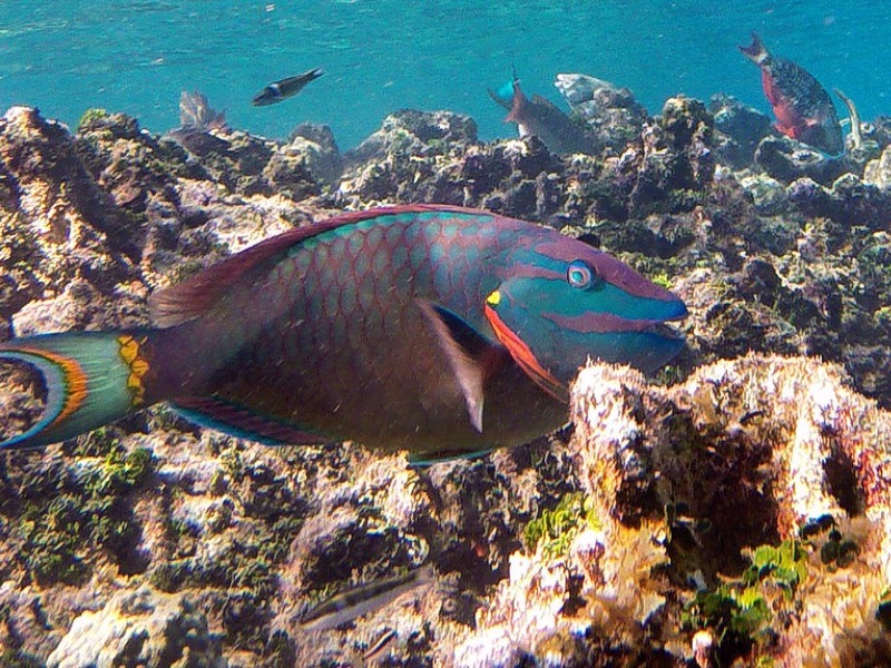 snorkeling in Roatan