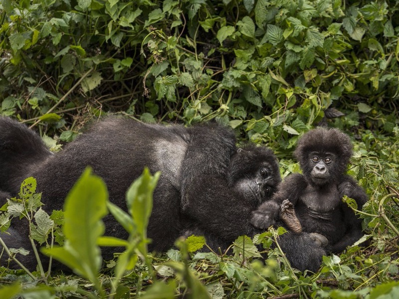 Gorillas in Africa