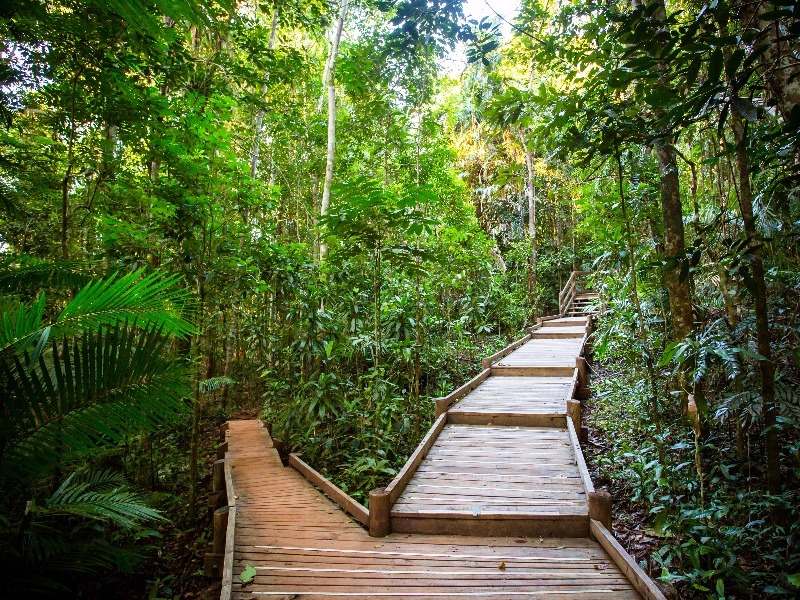 Daintree Rainforest, Australia