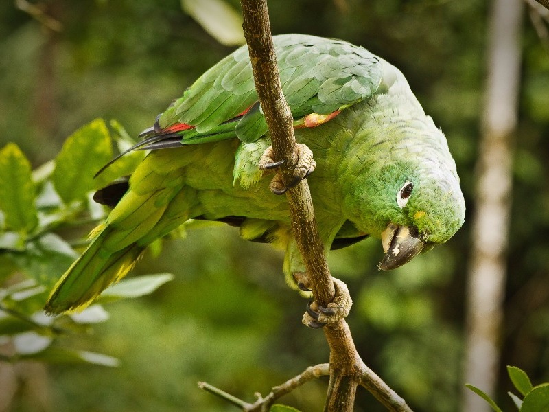 Green parrot, Yasuni National Park, Orellana, Ecuador