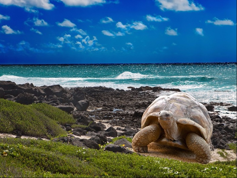 Galapagos Islands