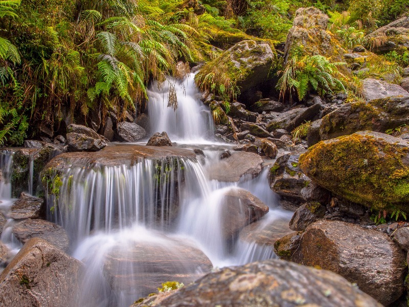 Chile rainforest