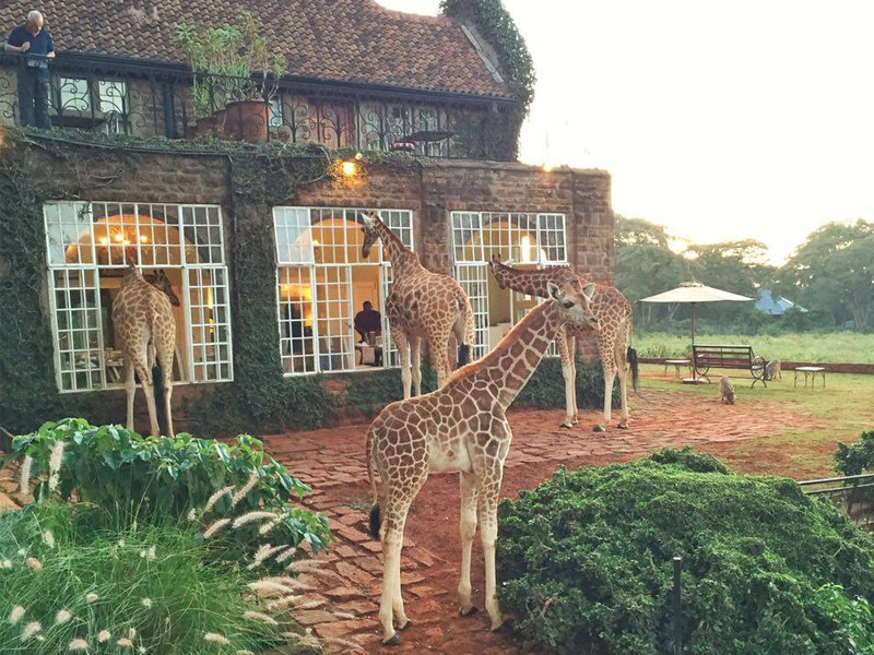 Giraffe Manor, Nairobi, Kenya