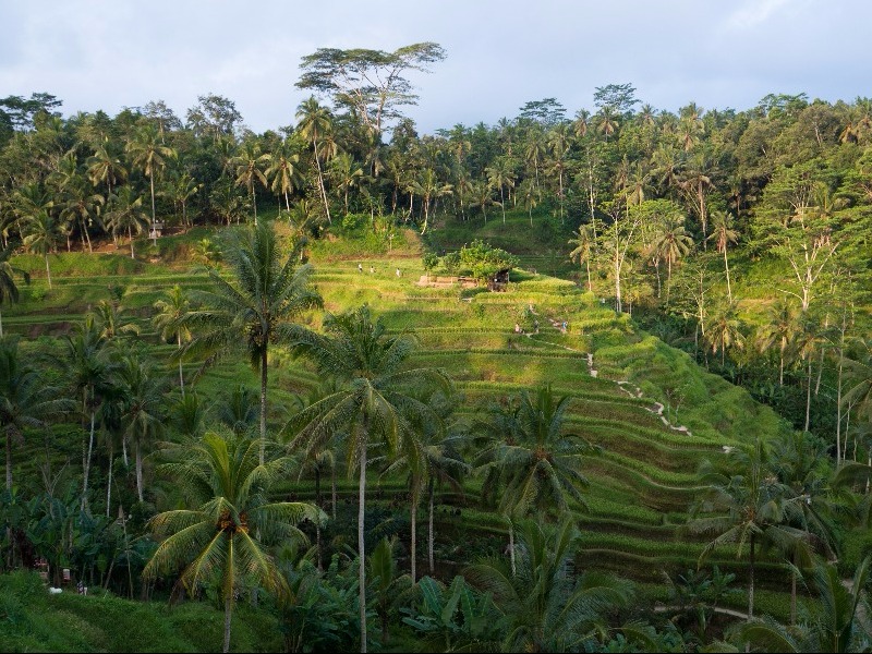 Tegalalang Rice Terrace