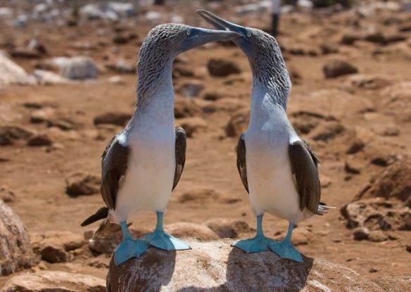 blue footed boobie courtship