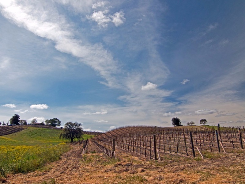 Paso Robles Wine Country Vineyards 