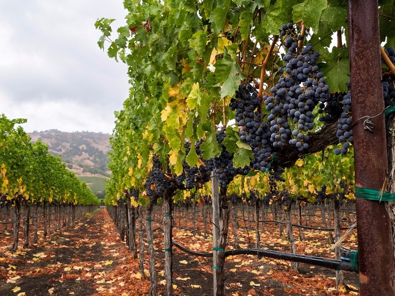 Vines in Napa Valley