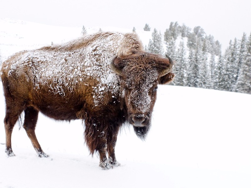 bison in Yellowstone National Park