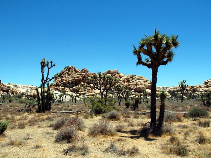 Joshua Tree 