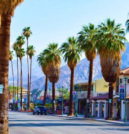 empty palm-tree lined street