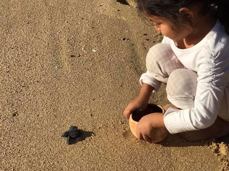 baby sea turtle release, Todos Santos