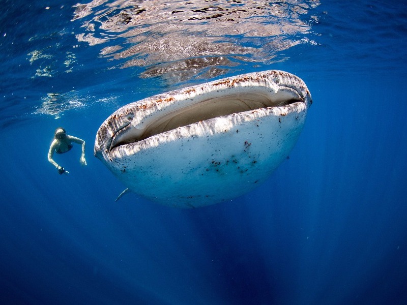 swimming with whale sharks