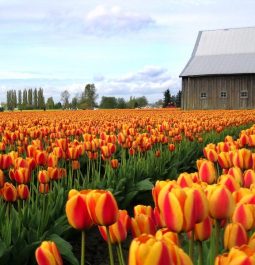 Brightly colored tulips